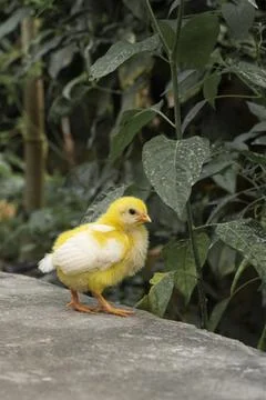 Yellow chicks colored with dye which are then sold at animal markets. 写真素材