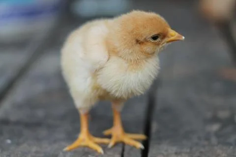 Yellow chicks cute Stock Photos