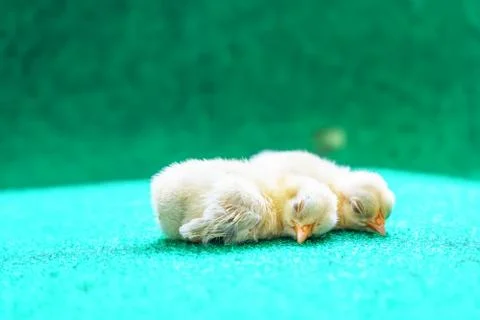 The yellow chicks Stock Photos