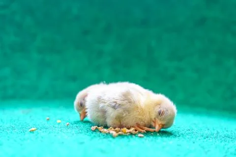 The yellow chicks Foto stock