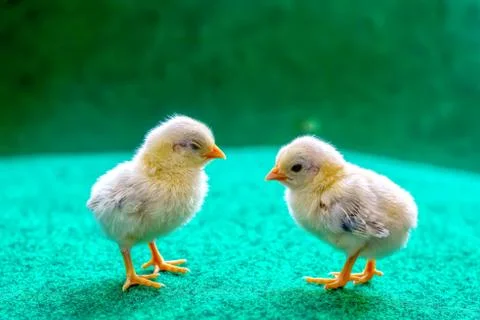 The yellow chicks Stock Photos