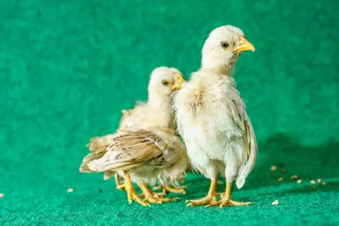 The yellow chicks Stock Photos