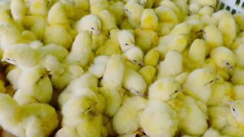 Yellow Chicks Settle in Plastic Crate in Slow Motion – Soft Rural Moment Video stock 311905278