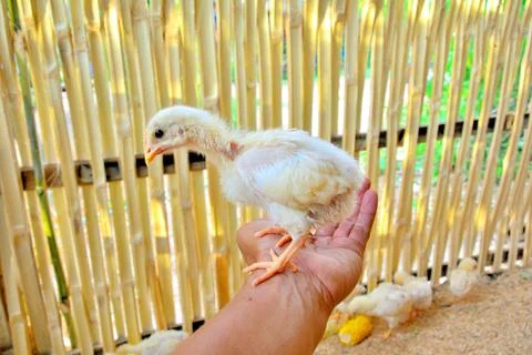 Yellow chicks standing on hands in stables bamboo fence. Stock Photos