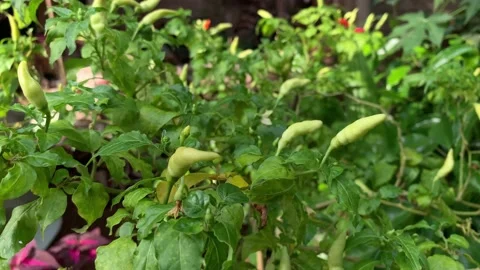 Yellow Chili Pepper Plant. Capsicum Annuum. Beauty in nature Stock Footage
