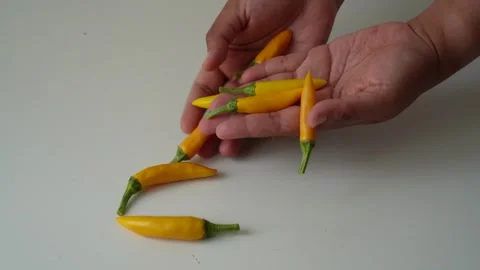 Yellow Chili Peppers Falling Into Hands on White Background Stock Footage 335475425