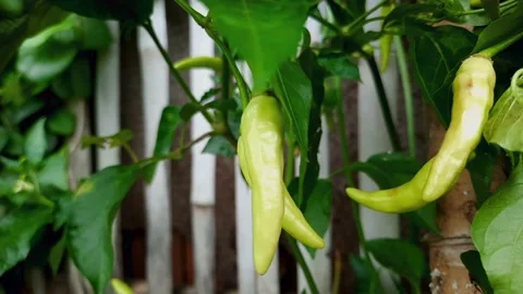 Yellow Chilli Video stock 146107019
