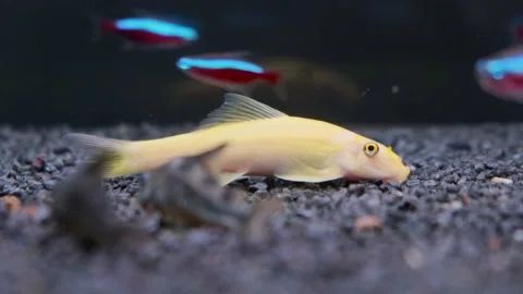 Yellow Chinese algae eater Stock Video Pond5