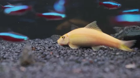 Yellow Chinese algae eater Gyrinocheilus aymonieri cleaning aquarium floor. 動画素材 144181023