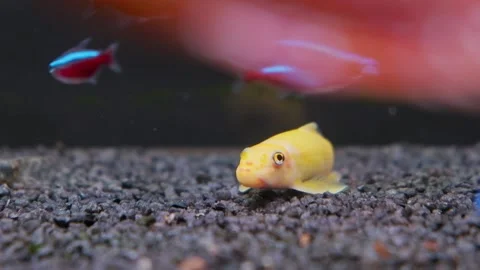 Yellow Chinese algae eater Gyrinocheilus aymonieri cleaning aquarium floor. 動画素材 145313288