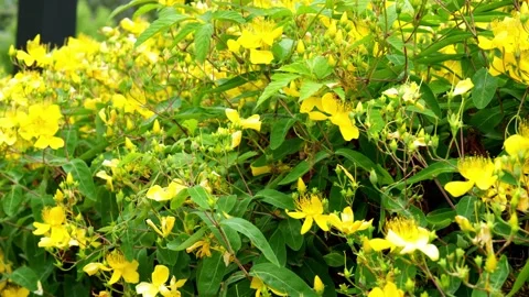 Yellow Chinese Hypericum flower bushes Vídeos de archivo 336649366