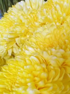 Yellow chrysanthemum blossoms pattern background Fotos Stock