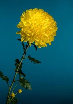 Yellow Chrysanthemum on blue Background Foto stock