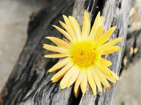 Yellow chrysanthemum caught in the woods Stock Photos