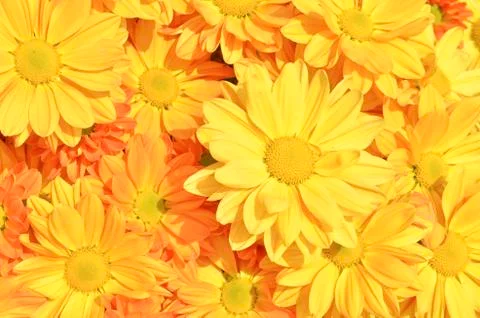 Yellow chrysanthemum flowers 스톡 사진