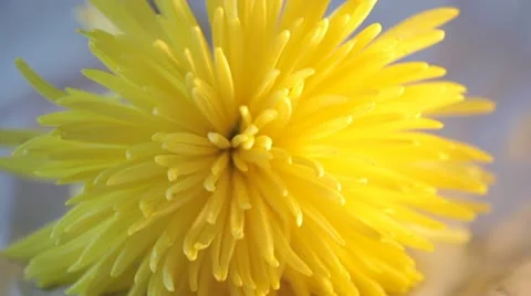Yellow chrysanthemum Stock Footage 20488201