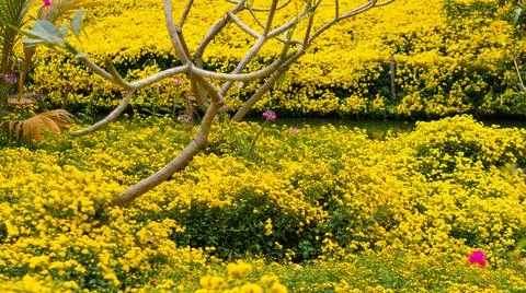 Yellow Chrysanthemum Garden, Apricot Blossom Stock Photos