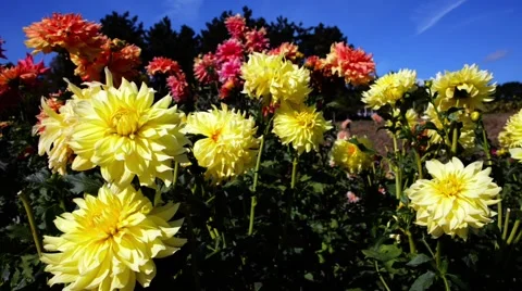 Yellow chrysanthemum in the garden Stock Footage