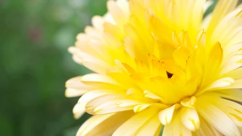Yellow Chrysanthemum macro Stock Footage 95550479