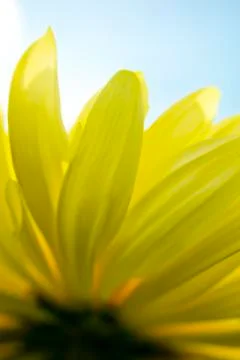 Yellow chrysanthemum Stock Photos