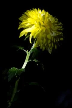 Yellow chrysanthemum Stock Photos