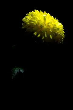 Yellow chrysanthemum Stock Photos