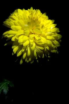 Yellow chrysanthemum Stock Photos