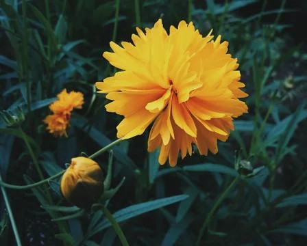 Yellow chrysanthemum Stock Photos