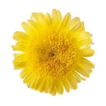 Yellow chrysanthemum Stock Photos