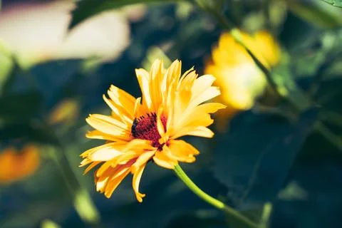 Yellow chrysanthemum Stock-Fotos