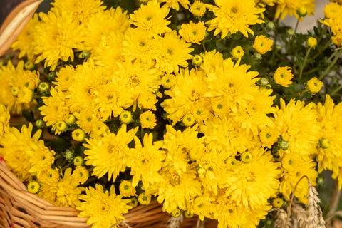 Yellow chrysanthemums background and pattern. Stock Photos