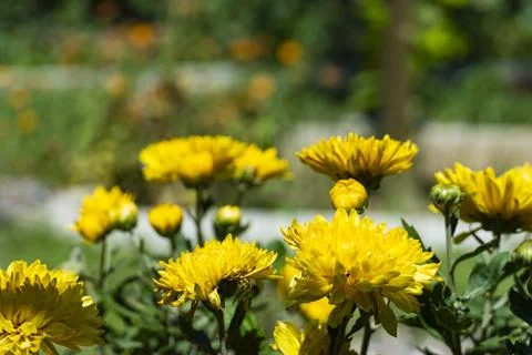 Yellow Chrysanthemums in Bloom Close-Up Stock Photos