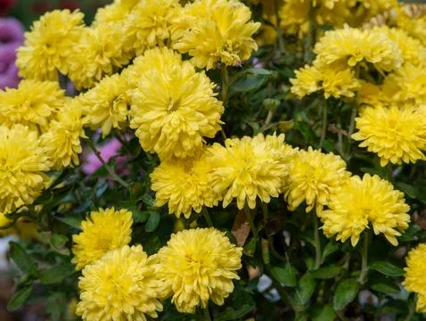 Yellow chrysanthemums in bloom Stock Photos
