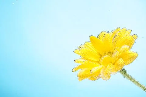 Yellow chrysanthemums on blue background Foto stock