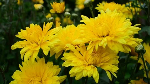 Yellow chrysanthemums close-up Stock Footage 117905931
