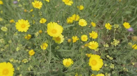 Yellow Chrysanthemums in the field Stock Footage 53783675