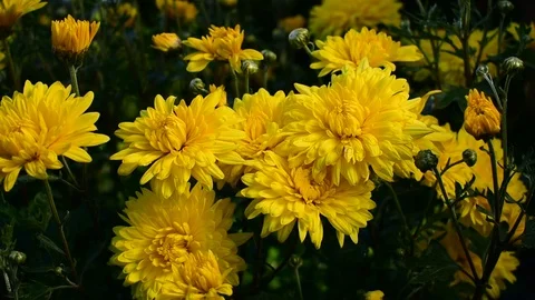 Yellow chrysanthemums Stock Footage 115104472