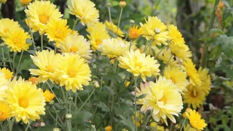 Yellow chrysanthemums in the garden Stock Footage 78556675