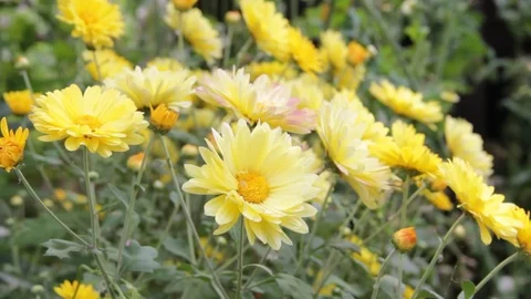 Yellow chrysanthemums in the garden Stock Footage 78556693