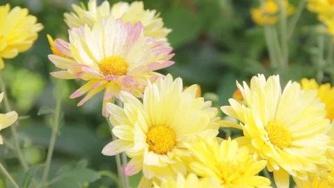 Yellow chrysanthemums in the garden Video stock 78556695