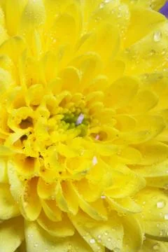 Yellow chrysanthemums Stock Photos