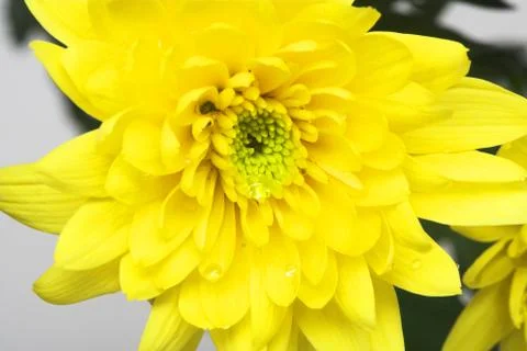 Yellow chrysanthemums Stock Photos