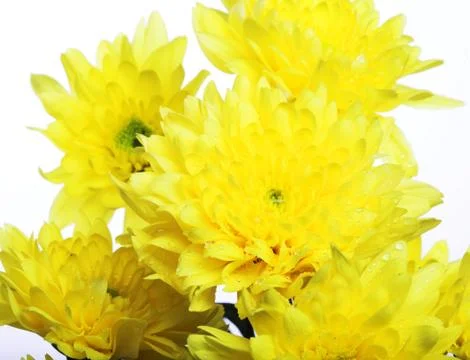 Yellow chrysanthemums Foto stock