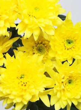 Yellow chrysanthemums Stock Photos