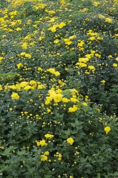 Yellow chrysanthemums Stock Photos