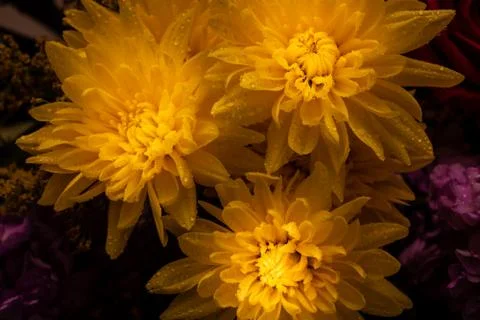 Yellow Chrysanthemums Foto stock