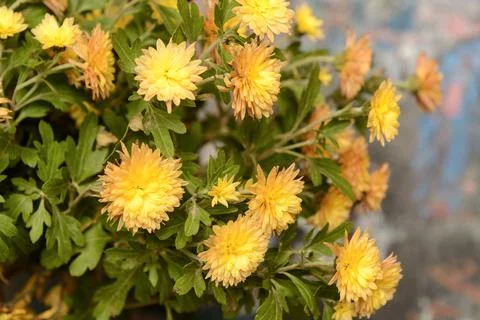 Yellow chrysanthemums Stock Photos