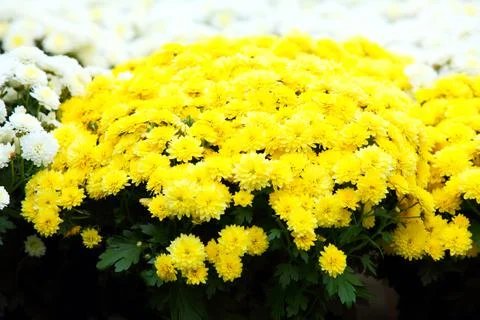 Yellow chrysanthemums Stock Photos