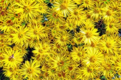 Yellow chrysanthemums Stock Photos