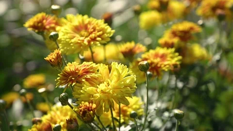 Yellow chrysanthemums swaying in wind Video stock 138025909